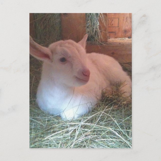 Carte postale Zoe's Doiling (Devant)