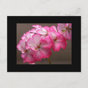 Carte Postale Zonale géranium 'Cattolica'