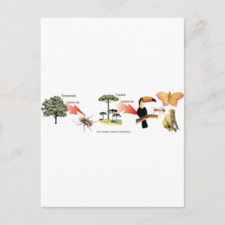 Carte Postale zone du bois tropical projet didactique