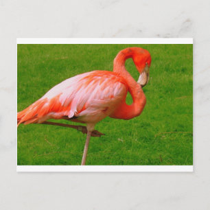 Carte Postale Zoo Animaux