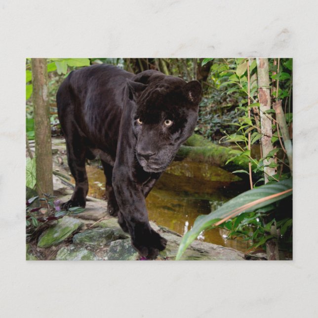 Carte Postale Zoo de Belize City. Panthère noire (Devant)