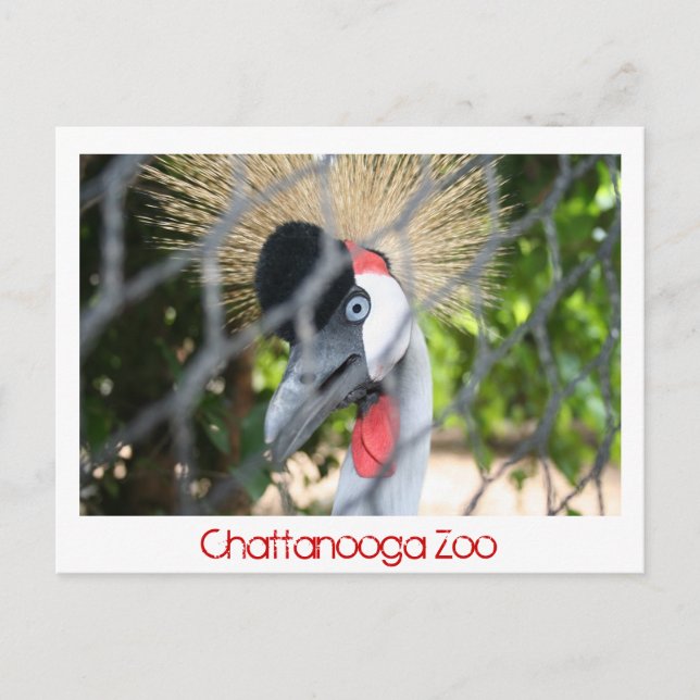 Carte Postale Zoo de Chattanooga (Devant)