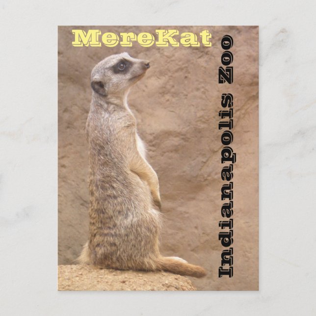 Carte Postale Zoo de Merekat Indianapolis (Devant)