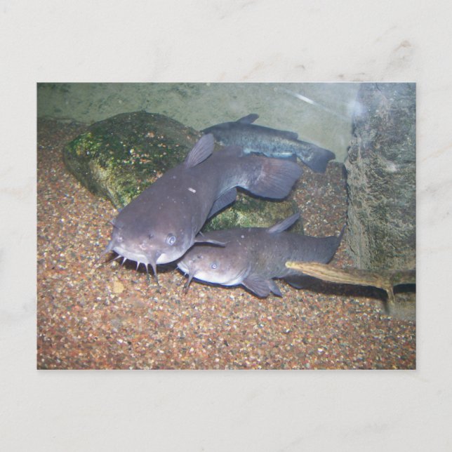 Carte Postale Zoo de pêche de poisson-chat (Devant)