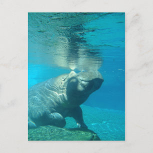 Carte Postale Zoo de San Diego