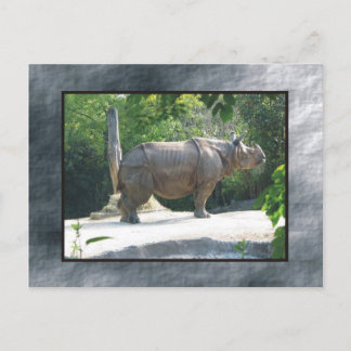 Carte Postale zoo rino