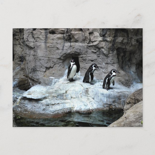 Carte Postale Zoo Saint-Louis 2009 (Devant)