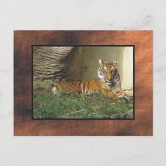 Carte Postale zoo, tigre