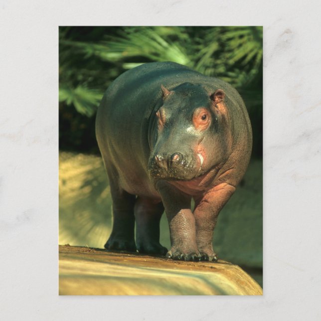 Carte Postale Zwergflusspferd (Choeropsis liberiensis) (Devant)