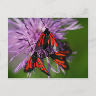 Carte Postale Zygaena purpurpuralis