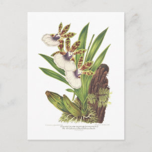 Carte Postale Zygopetalum gautieri