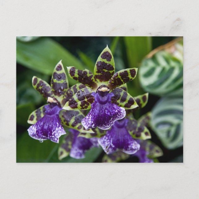 Carte postale Zygopetalum Orchid (Devant)