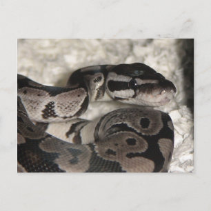 Carte PostCard Axanthic Ball Python