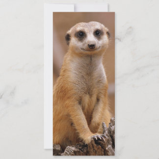 Carte Poster Meerkat