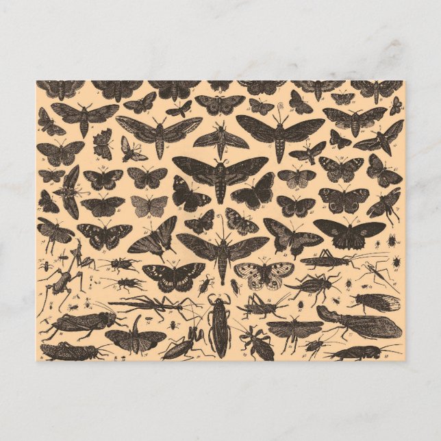 Carte postérieure de Vintage (Devant)