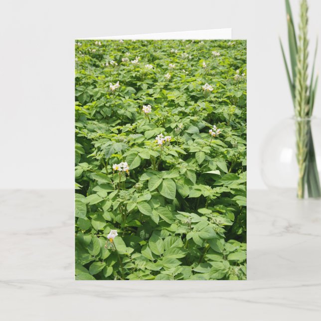 Carte Potato field (Devant)