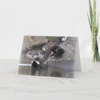 Carte Poule d'eau avec le jeune et les poussins