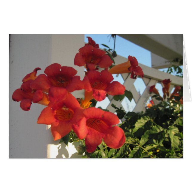 Carte pour Comfort a Bereaved Person on un jour sp (Devant horizontal)