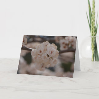 Carte pour notes avec la fleur canadienne de