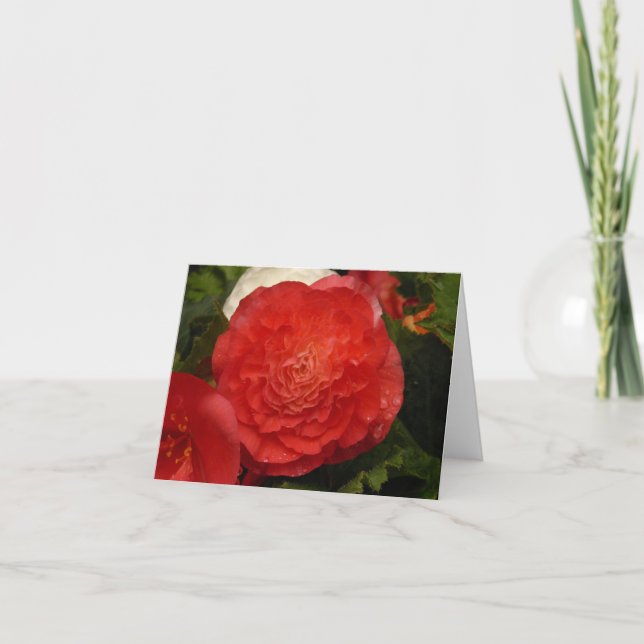 Carte pour notes de Begonia (Devant)