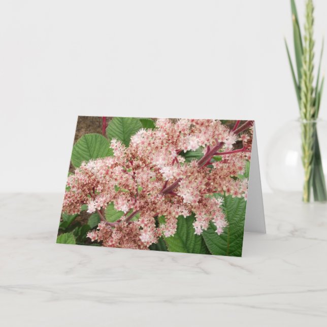 Carte pour notes de blanc de fleur de Rogersia (Devant)