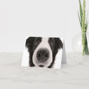 Carte pour notes de border collie