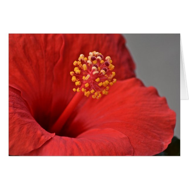 Carte pour notes de fleurs rouges (Devant Horizontal)