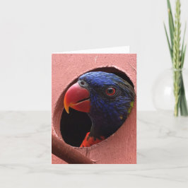 carte pour notes de lorikeet (bonjour)