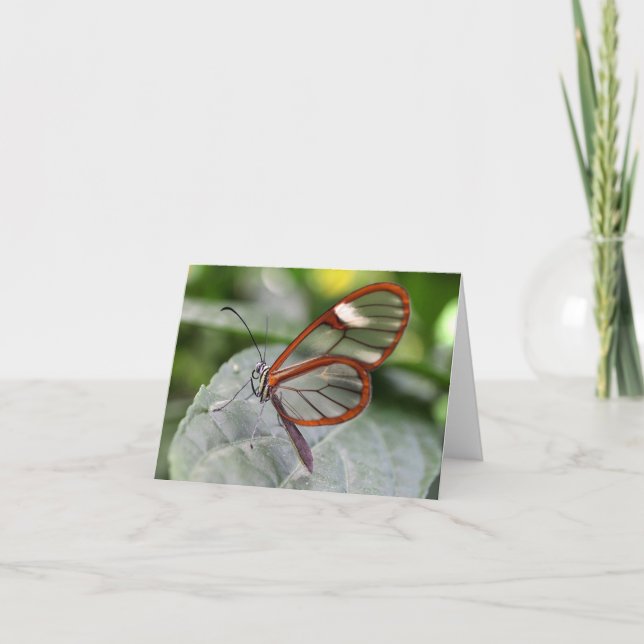 Carte pour notes de papillon de Glasswing (Devant)