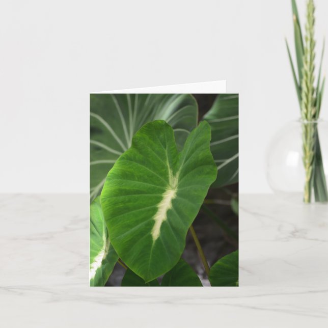 Carte pour notes de plante de taro (Devant)