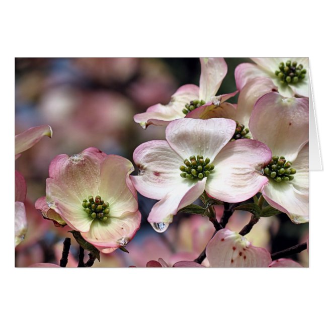 Carte pour notes - Dogwood rose (Devant Horizontal)
