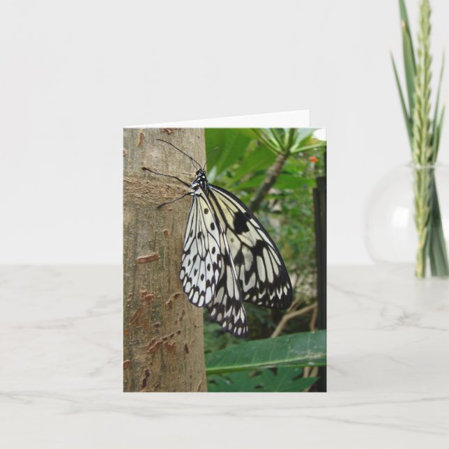 Carte pour notes papillon de riz (Devant)