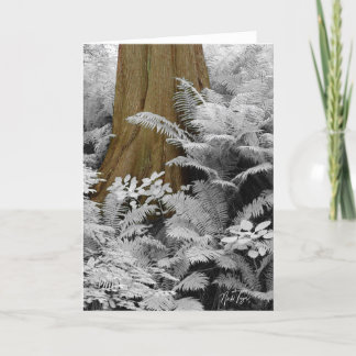Carte pour notes Redwood & Infrared Ferns