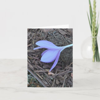 Carte pour notes vierge, photo originale, crocus