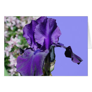 Carte pourpre de photographie de fleur d'iris