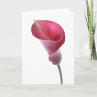 Carte pourpre de zantedeschia