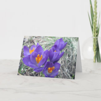 Carte Premières fleurs de ressort