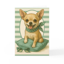 Preppy Chihuahua