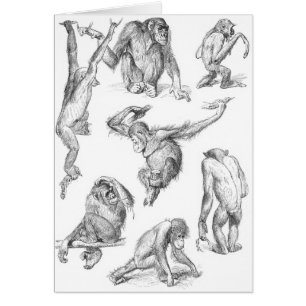 Carte Primates