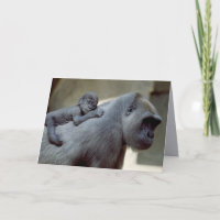 Primates de la vie sauvage
