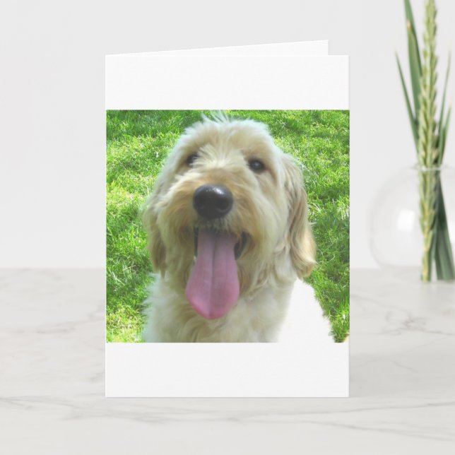 Carte Produits de Goldendoodle (Devant)