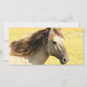 Carte Profil du cheval beige