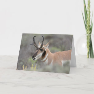 Carte Pronghorn Antelope Buck   Grand Tétons