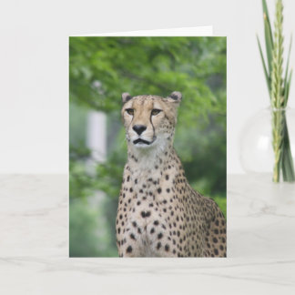 Carte ProudCheetah