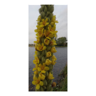 Carte Publicitaire Mullein Flowers Signets