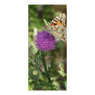 Carte Publicitaire Papillon en Photographie de Nature sur Présentoir