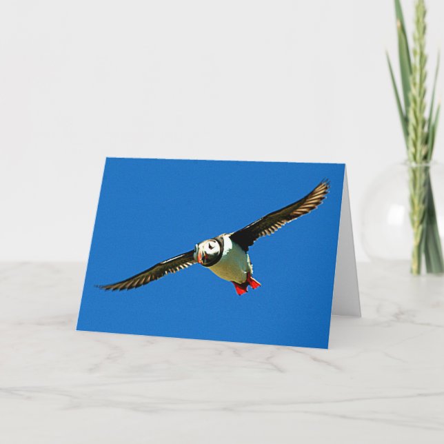 Carte Puffin en vol (Devant)