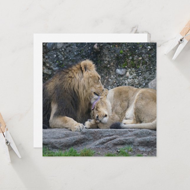 Carte Puissant amour Lion (Devant/Arrière en situation)