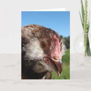 Carte Pullet saumon Faverolle