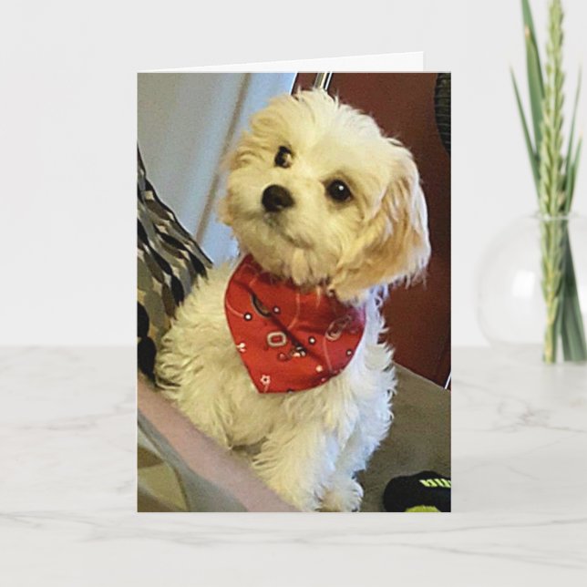 CARTE PUP SOUHAITE "VOTRE JUMEAU"/"MEILLEUR AMI" ANNIVER (Devant)